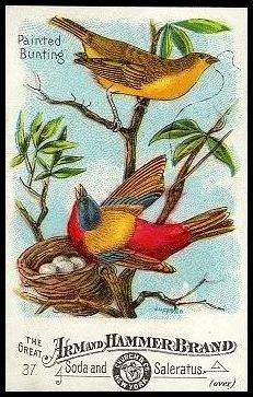 37 Painted Bunting